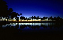 Palm Silhouette - Big Island - Hawaii