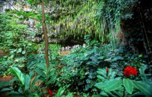 Fern Grotto - Kauai - Hawaii