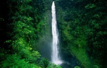Akaka Falls - Big Island - Hawaii