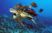 Green Sea Turtle Being Cleaned by Reef Fishes - Hawaii