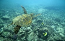 Green Sea Turtle - Big Island - Hawaii