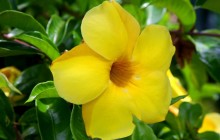 Allamanda Flower - Oahu - Hawaii