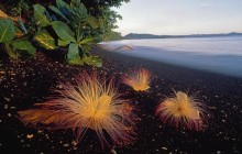 Sea Putat Flowers - Tangkoko Nature Reserve - Sulawesi - Indonesia