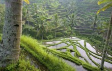 Terraced Rice Paddies - Ubud Area - Bali - Indonesia