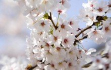 Cherry Blossoms - Tokyo - Tokyo