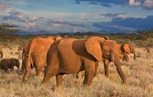 African Elephants - Samburu National Reserve - Kenya