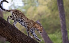 African Leopard - Samburu National Reserve - Kenya