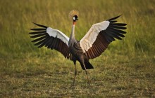 African Crowned Crane - Masai Mara - Kenya