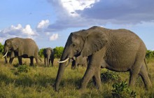 Herd of African Elephants - Masai Mara - Kenya