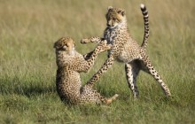 Playful Cheetahs - Masai Mara National Reserve - Kenya