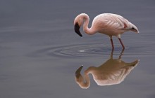 Lesser Flamingo - Lake Nakuru National Park - Kenya
