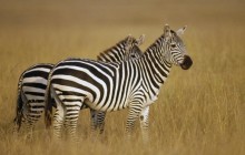 Pair of Burchell's Zebra on the Savannah - Masai Mara - Kenya
