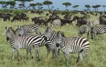 Burchell's Zebra and Blue Wildebeest - Kenya