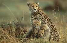 Cheetah Mother and Cubs - Masai Mara - Kenya
