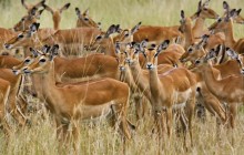 Herd of Female Impala - Masai Mara - Kenya