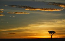 Single Acacia Tree at Sunrise - Masai Mara - Kenya