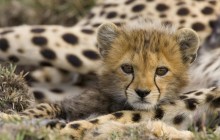 Portrait of a Cheetah Cub - Masai Mara Reserve - Kenya