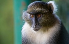 Sykes Monkey - Mount Kenya National Park - Kenya