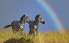 Rainbow Over a Pair of Burchell's Zebras - Masai Mara - Kenya