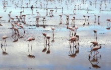 Flamingos - Amboseli National Park - Kenya