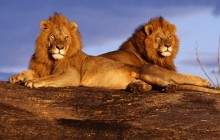 African Lions - Masai Mara - Kenya