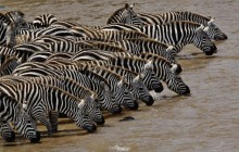 Herd of Burchell's Zebra Drinking - Mara River - Kenya