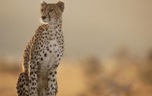 Female Cheetah - Masai Mara - Kenya