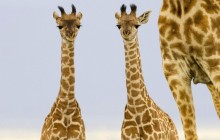 Two Newborn Giraffe - Masai Mara - Kenya