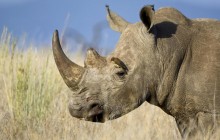 White Rhinoceros With a Red-Billed Oxpecker - Kenya