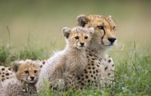 Cheetah Mother and Cubs - Maasai Mara Reserve - Kenya