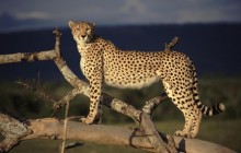 Female Cheetah on the Lookout - Masai Mara - Kenya