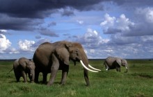 African Elephants - Amboseli National Park - Kenya