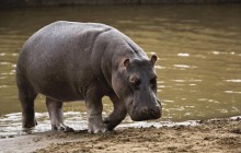 Hippopotamus - Masai Mara - Kenya