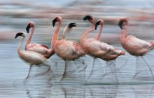 Lesser Flamingos in Motion - Lake Nakuru National Park - Kenya