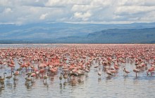 Lesser and Greater Flamingos - Lake Nakuru National Park - Kenya