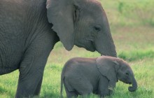 African Elephants HD wallpaper - Kenya