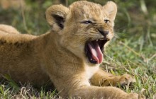 Seven Week Old African Lion Yawning - Masai Mara - Kenya