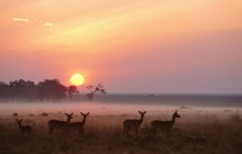 Impala Herd at Dawn - Masai Mara - Kenya