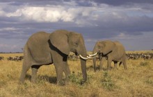 African Elephants - Masai Mara - Kenya