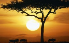 Blue Wildebeests at Sunrise - Masai Mara - Kenya