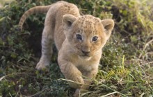 African Lion Cub - Masai Mara - Kenya