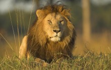 African Lion - Masai Mara National Reserve - Kenya