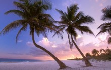 Sultry Sways - Near Cancun - Mexico