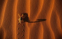 Shadow-Casting Scorpion - Namib-Naukluft National Park - Namibia