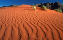 Crawling on the Dune - Namib Rand Nature Reserve - Namibia