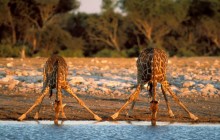 Thirsty Giraffes - Etosha National Park - Namibia