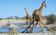 Action at the Watering Hole - Etosha National Park - Namibia