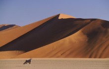 Gemsbok and Sand Dunes - SossusVlei - Namibia
