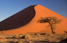 Sand Dunes and Acacia Tree - Namib Desert - Namibia