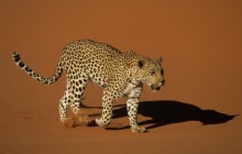 Leopard Walking Over Sand - Naukluft National Park - Namibia